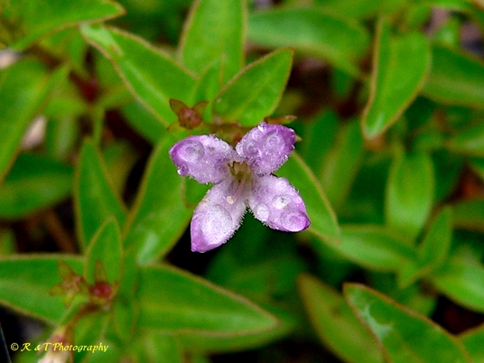 {Houstonia montana}